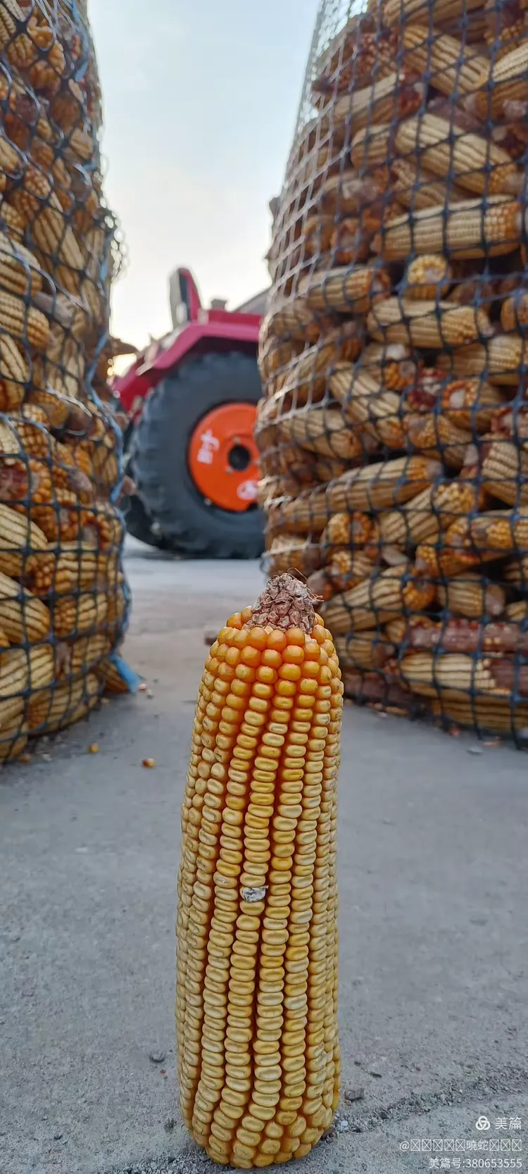 金黄的大玉米棒子